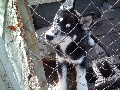 Akc.Siberian Husky Puppie
